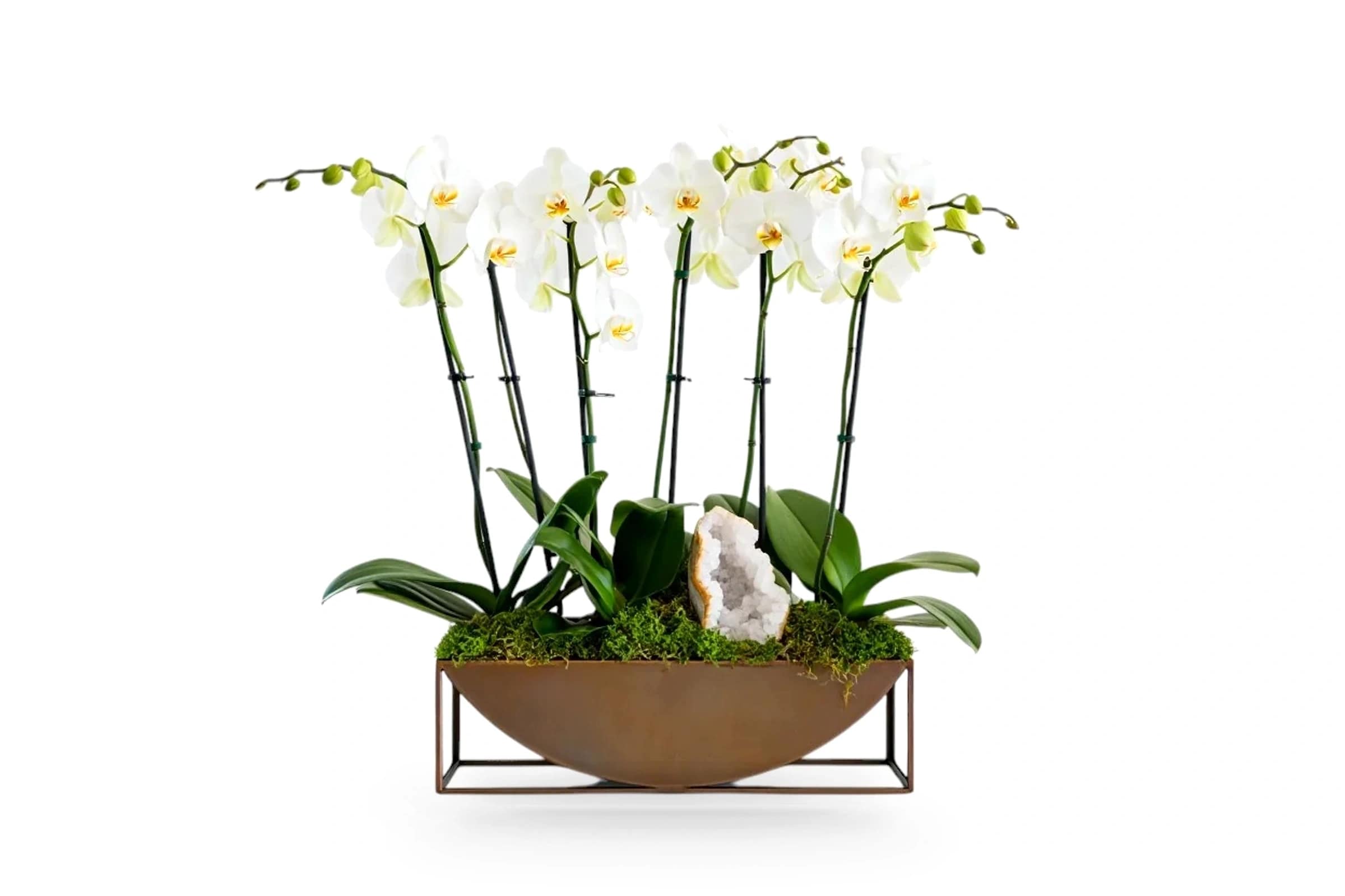 Aurore Bronze Orchid view 1