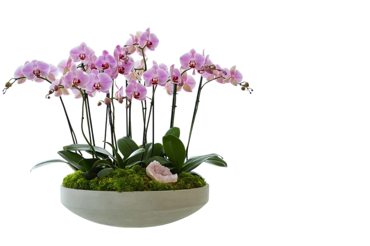 Atelier Pink Orchid