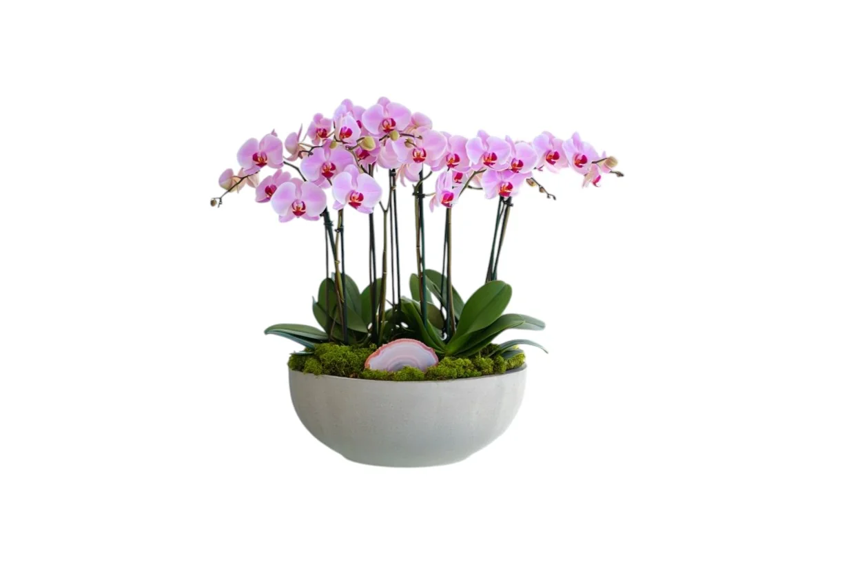 Blush Agate Orchid