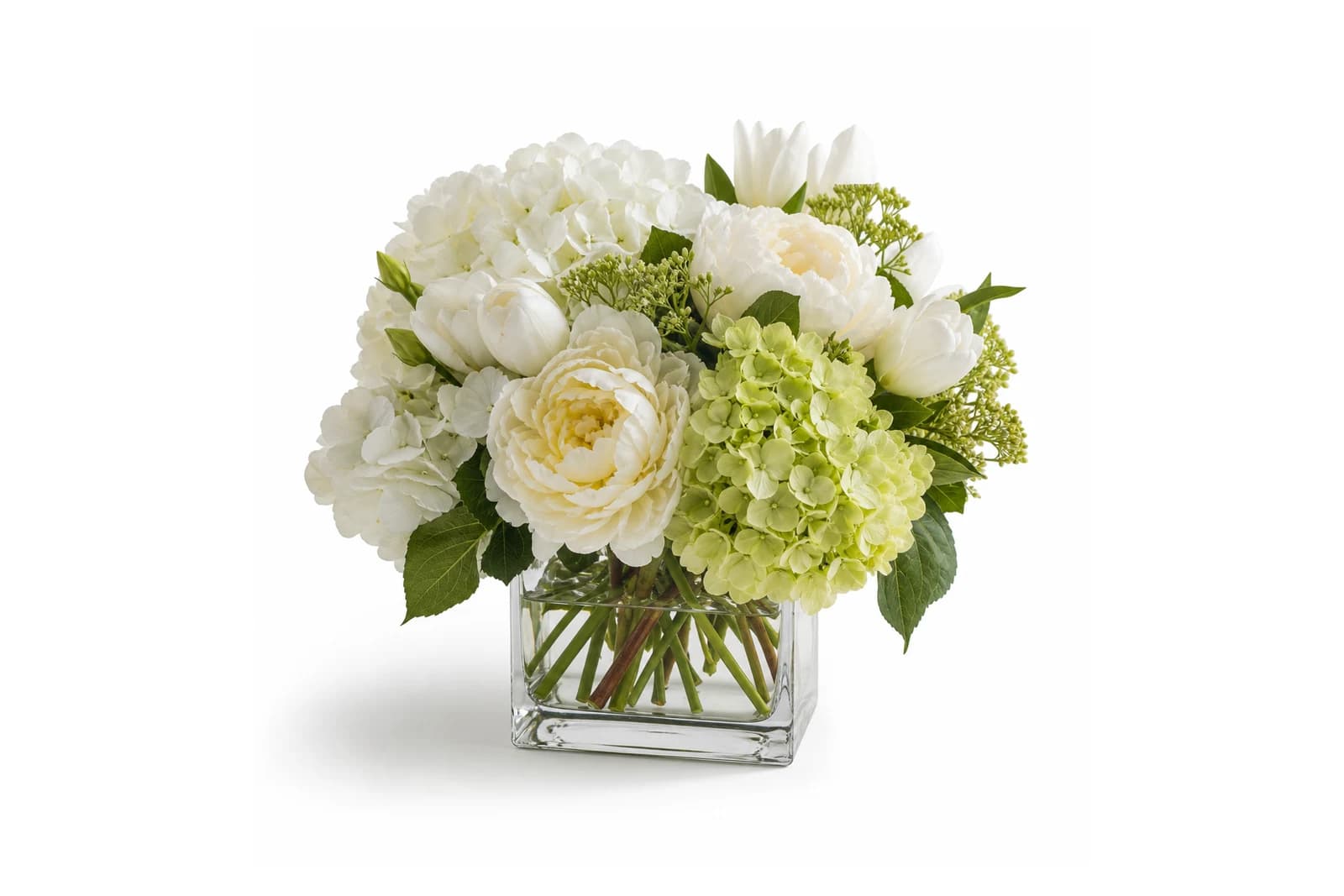 Hortensia Blanc de Verre