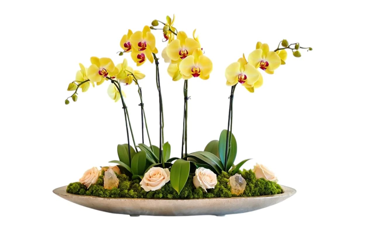 Lumen Linea Orchid