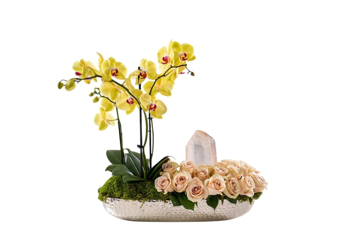 Solar Aurea Orchid & Champagne Roses