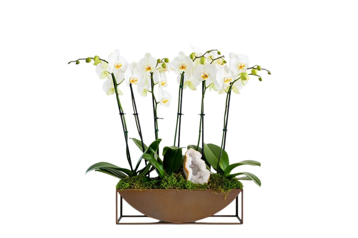 Aurore Bronze Orchid