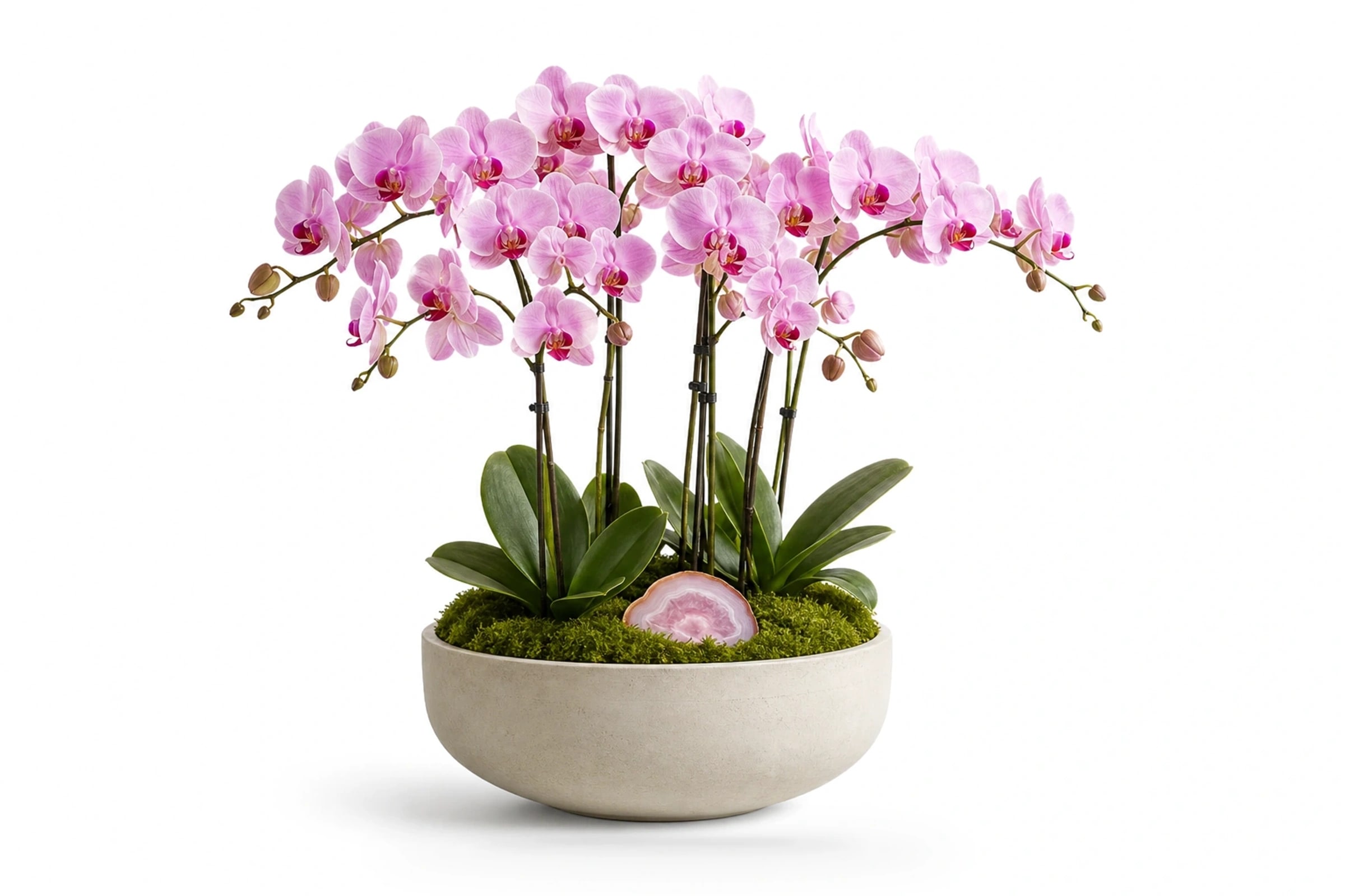 Blush Agate Orchid
