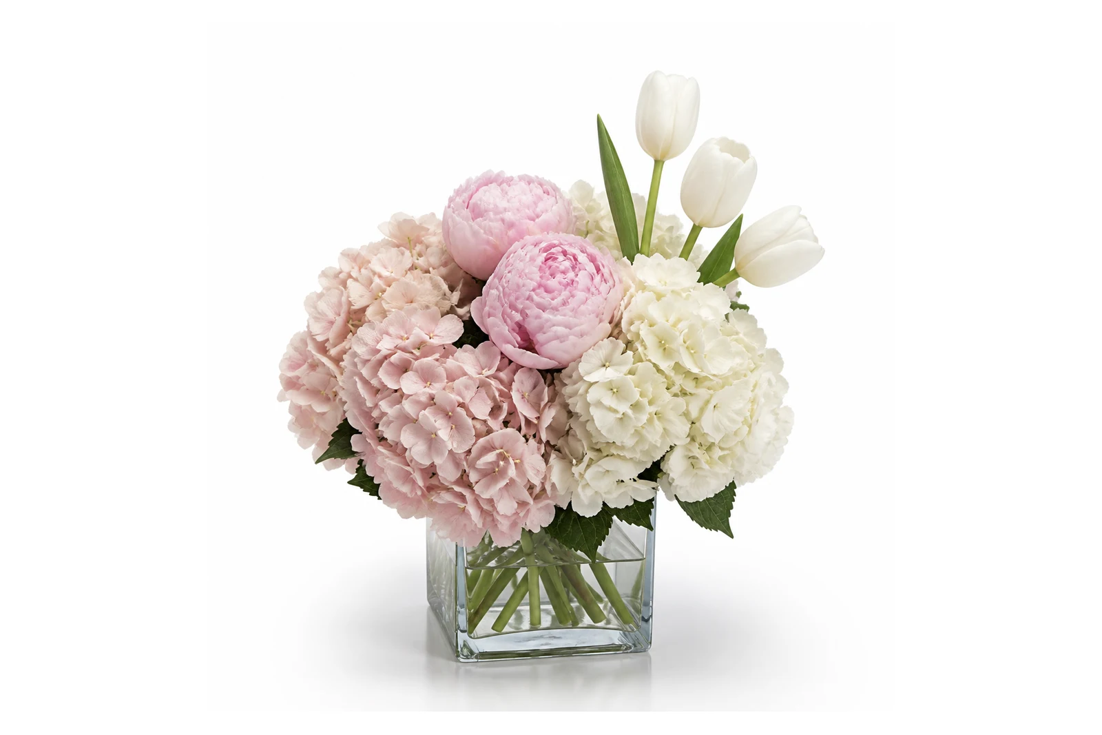 Hortensia Rosée