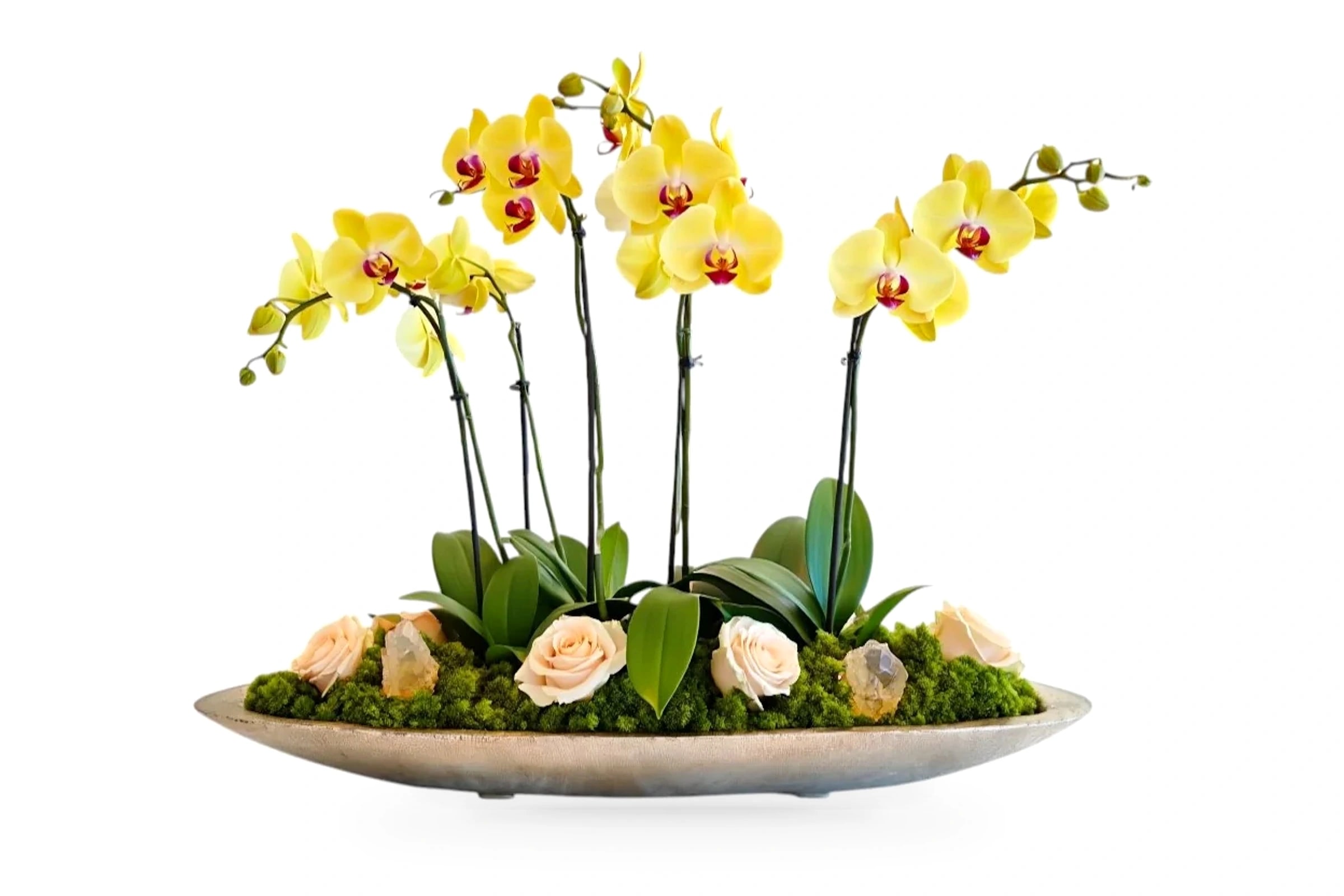 Lumen Linea Orchid