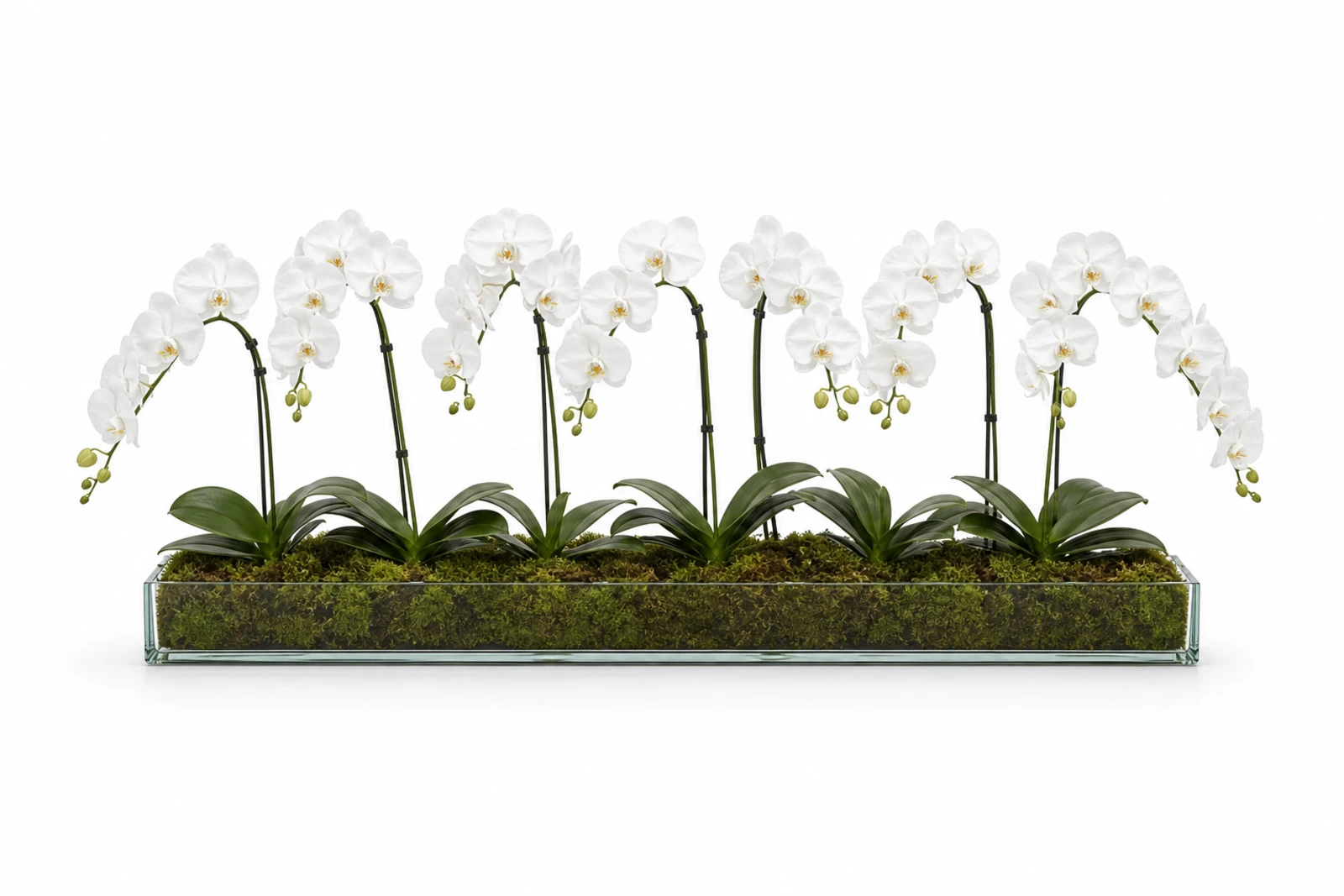 Orchidée Blanche Rectangulaire