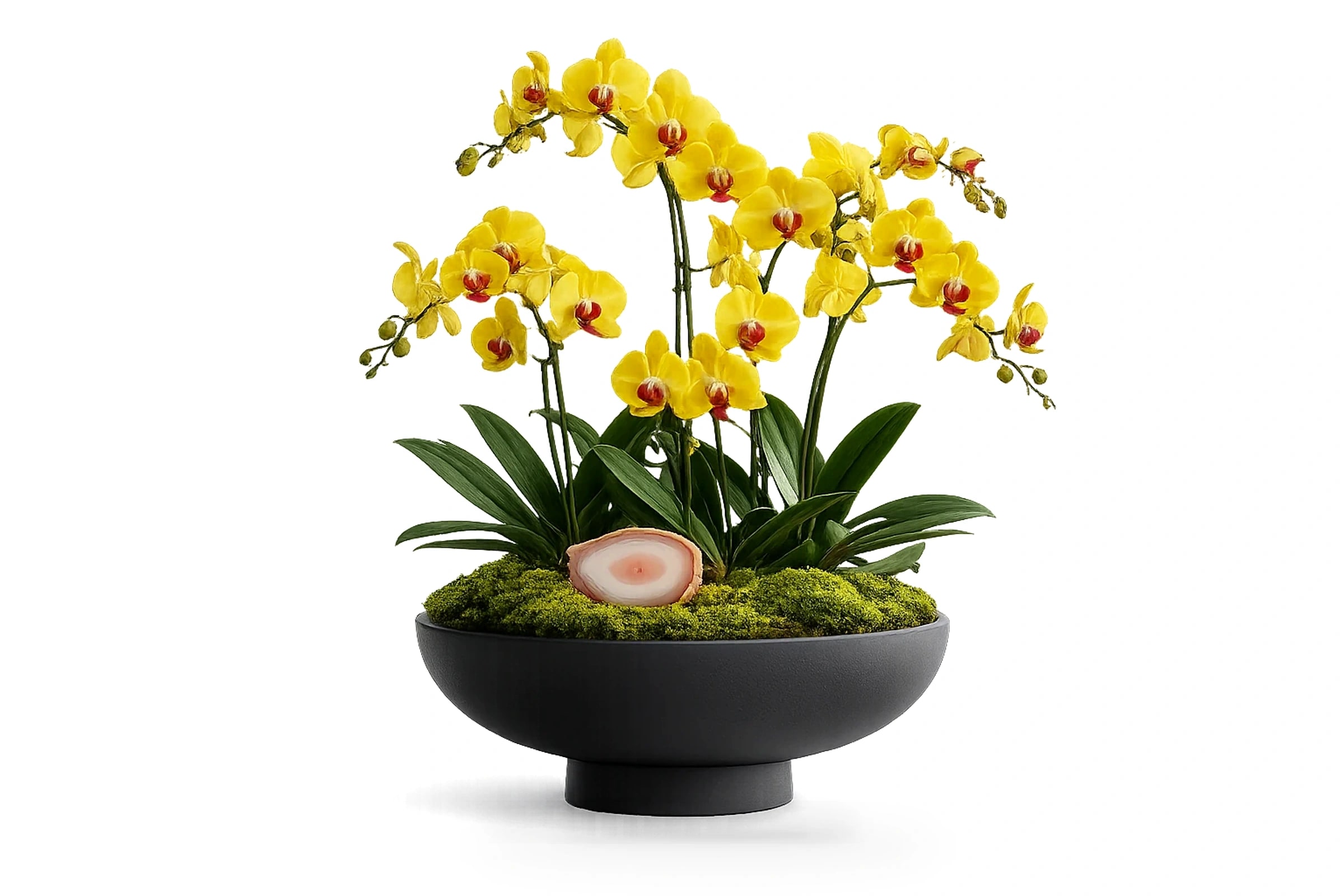 Solis Noir Orchid
