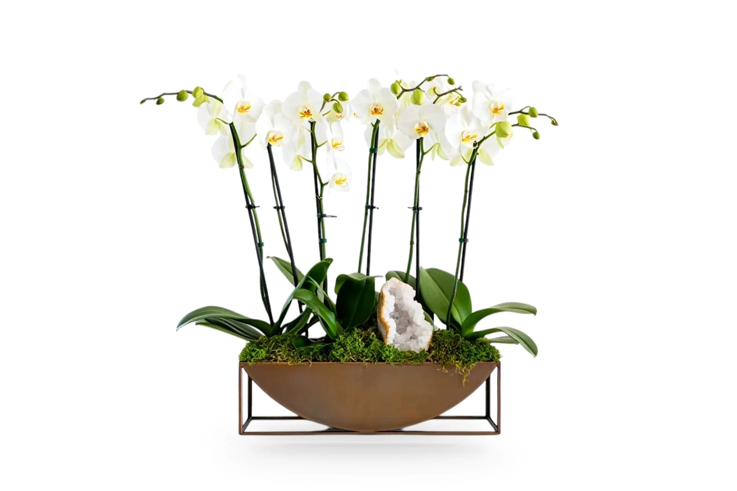 Aurore Bronze Orchid