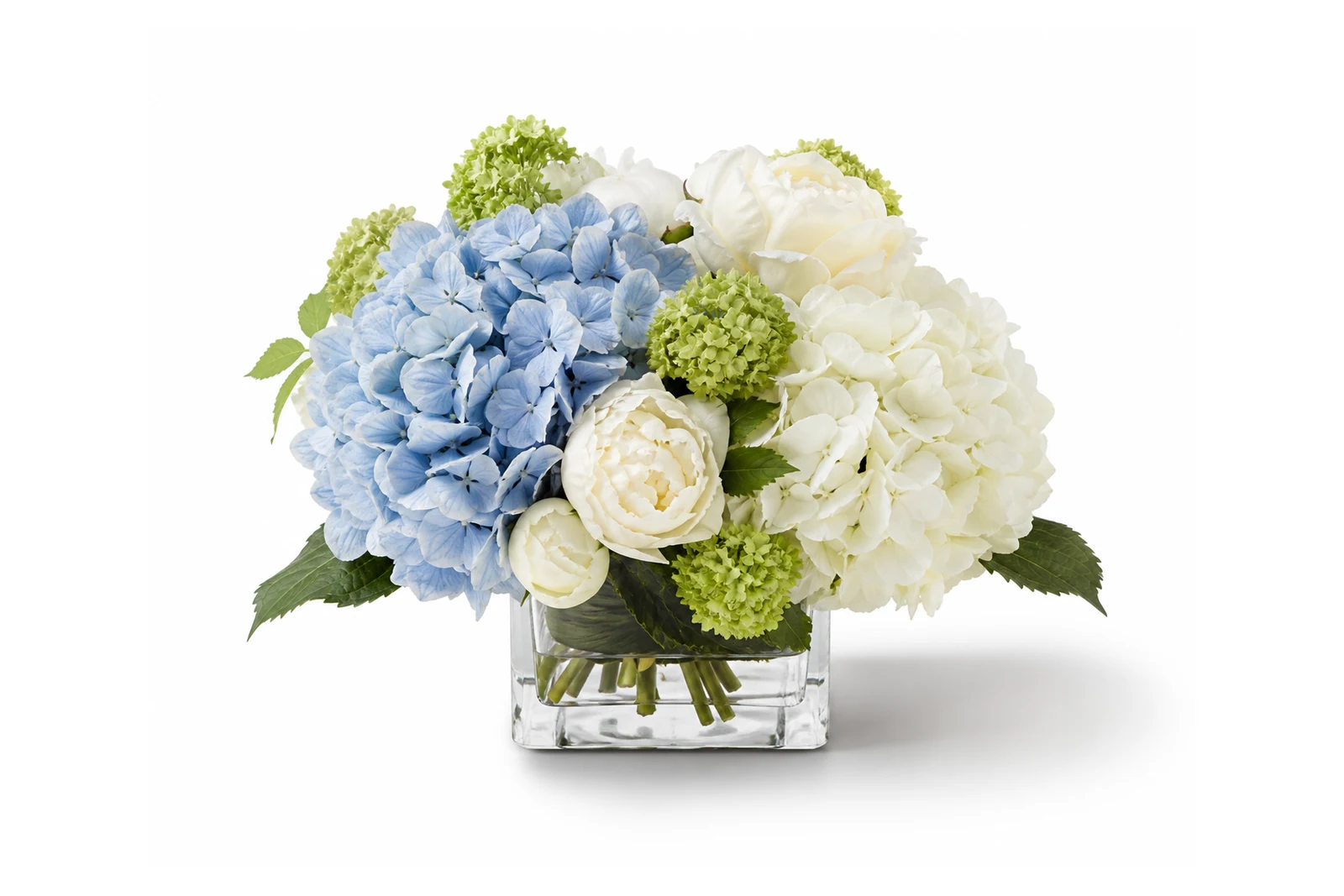 Hortensia Bleu de Maison
