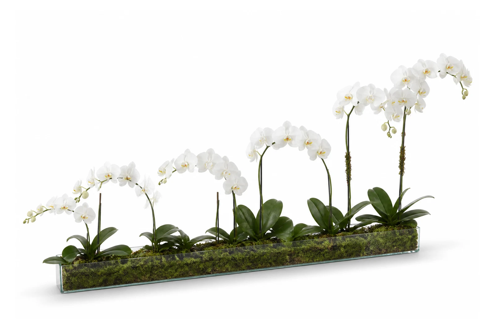 Orchidée Ligne Blanche