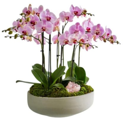 Rosé Cluster Orchid – Elevated Cement