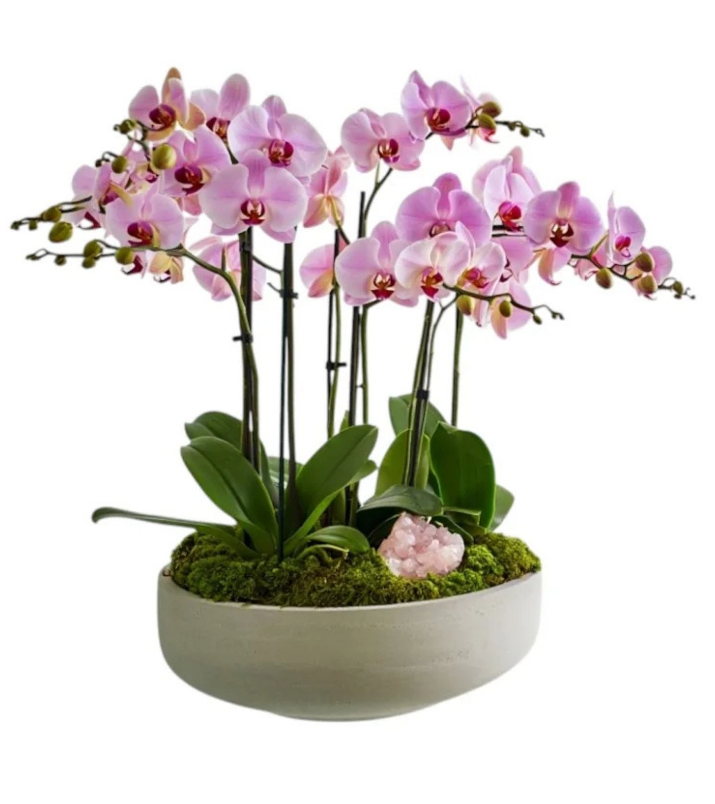 Rosé Cluster Orchid – Elevated Cement
