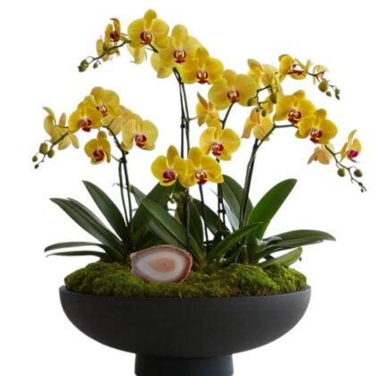 Noir Agate Golden Orchid