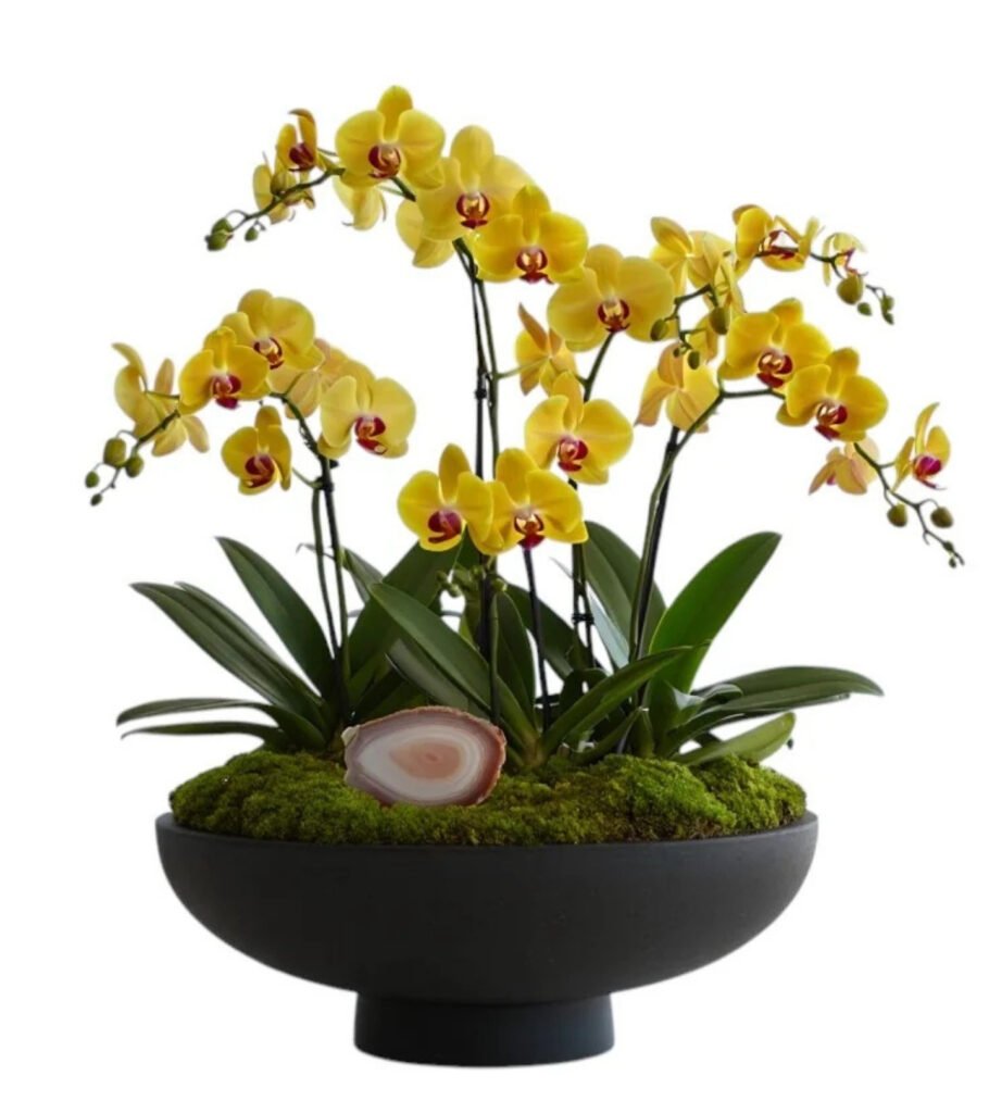 Noir Agate Golden Orchid