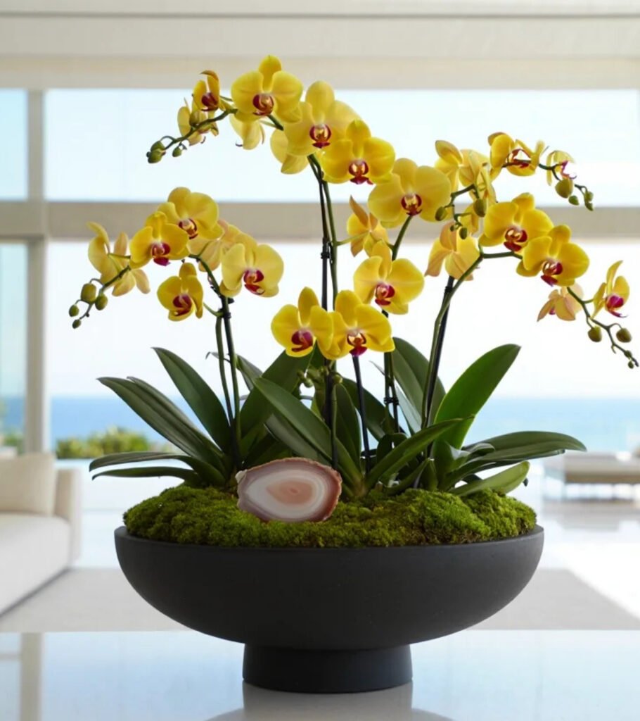 Noir Agate Golden Orchid - hover view