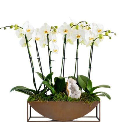 White Column Orchid – Bronze Geode