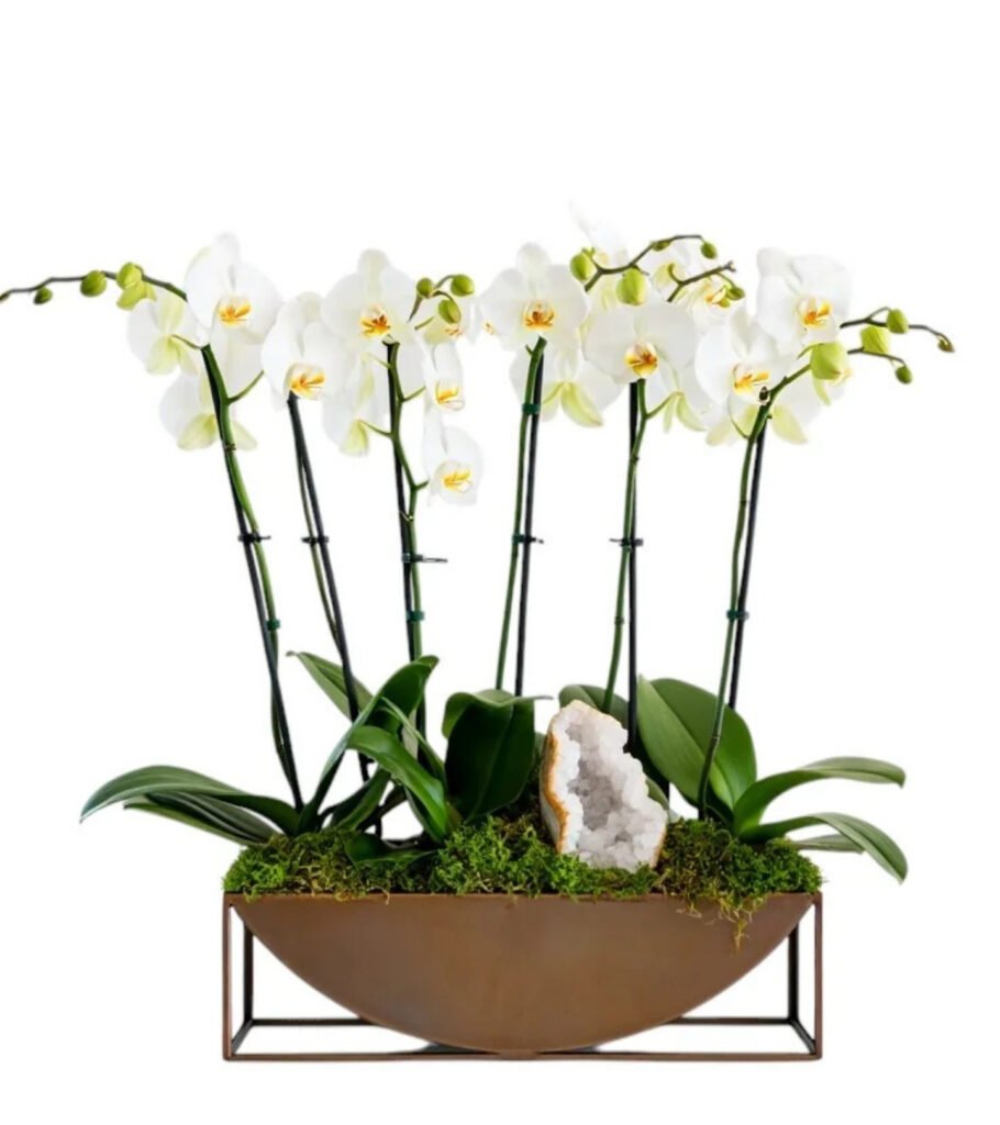 White Column Orchid – Bronze Geode