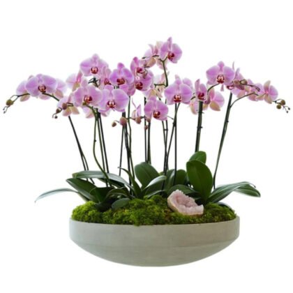Pink Quartz Orchid – Cement Bowl