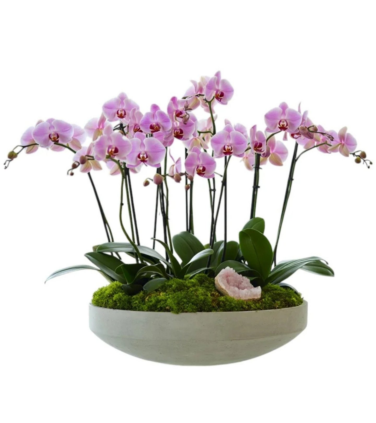 Pink Quartz Orchid – Cement Bowl