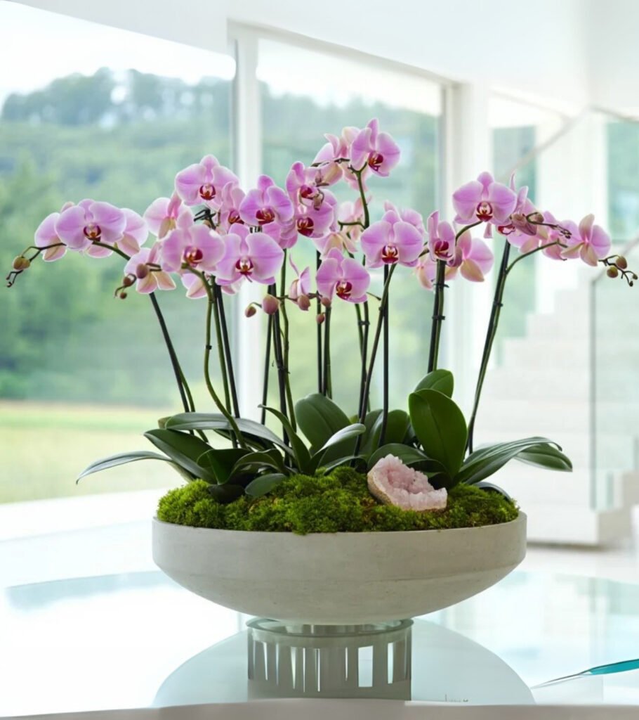 Pink Quartz Orchid – Cement Bowl - hover view