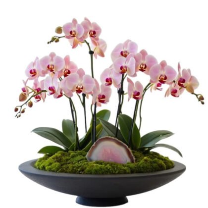 Noir Agate Pink Orchid