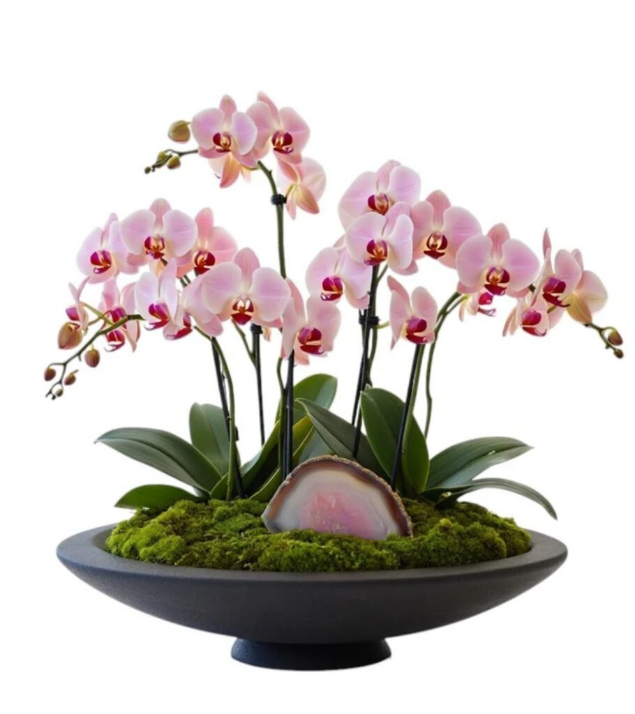 Noir Agate Pink Orchid