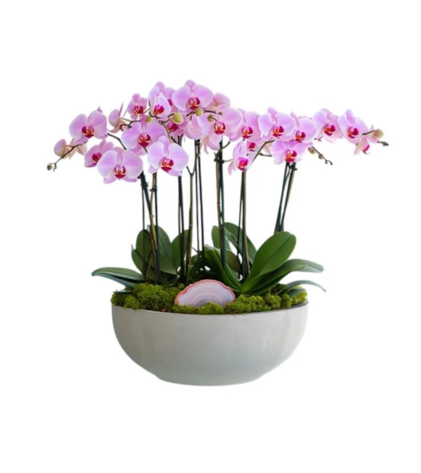 Atelier Pink Orchid – Agate Crest