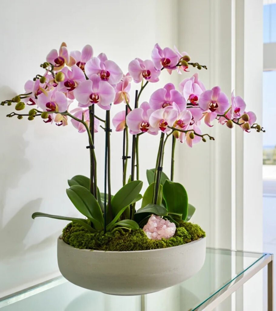 Rosé Cluster Orchid – Elevated Cement - hover view